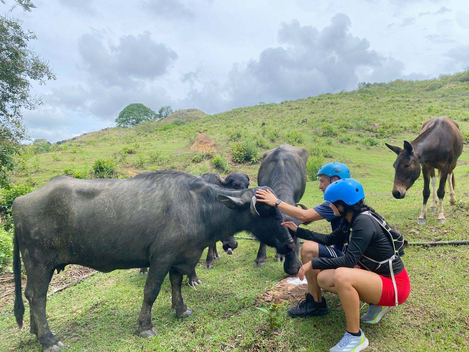 Búfalos en el potrero de los Caminos del César