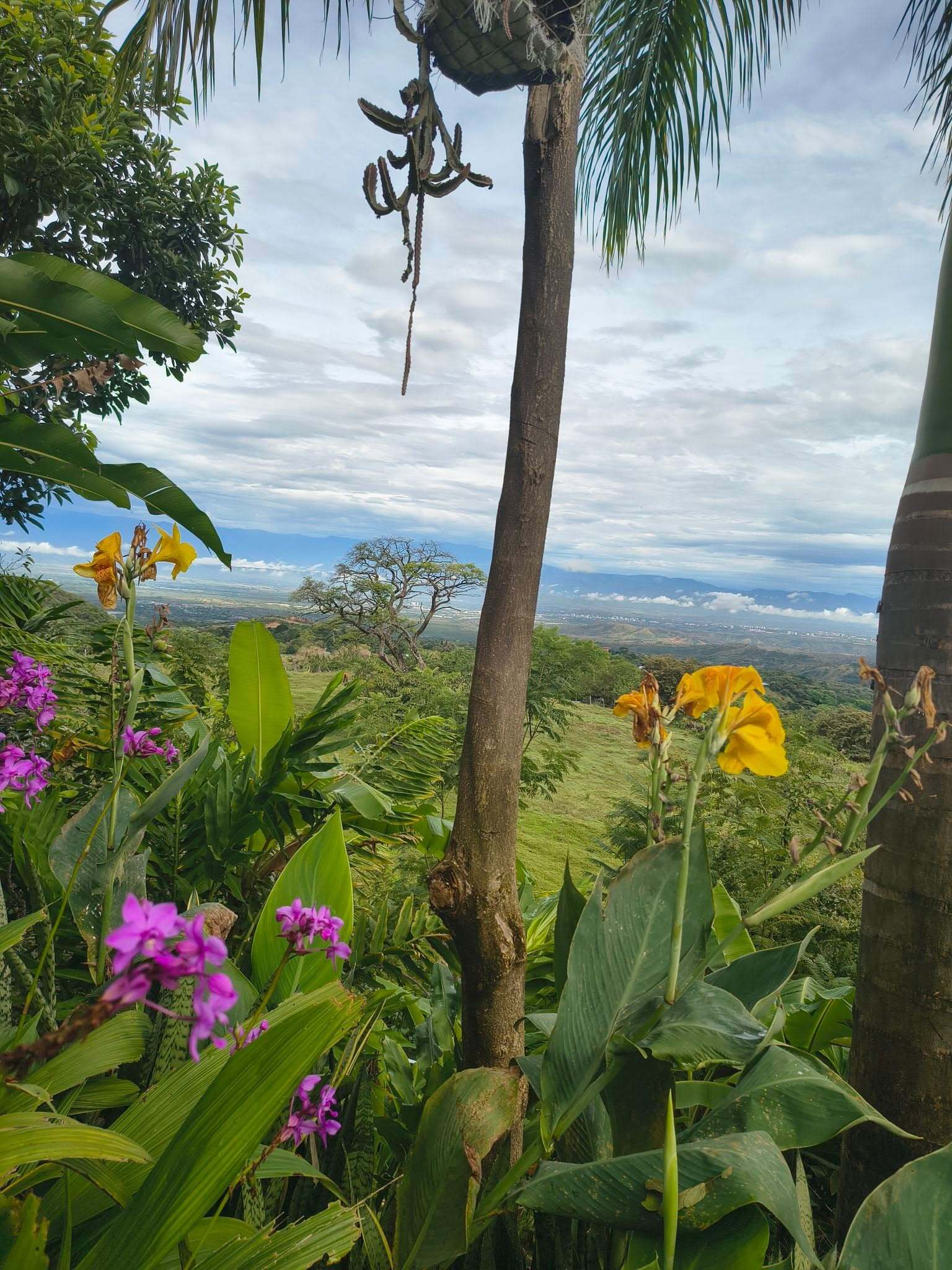 Vista de Neiva desde el Mirador del César entre flores y palmas