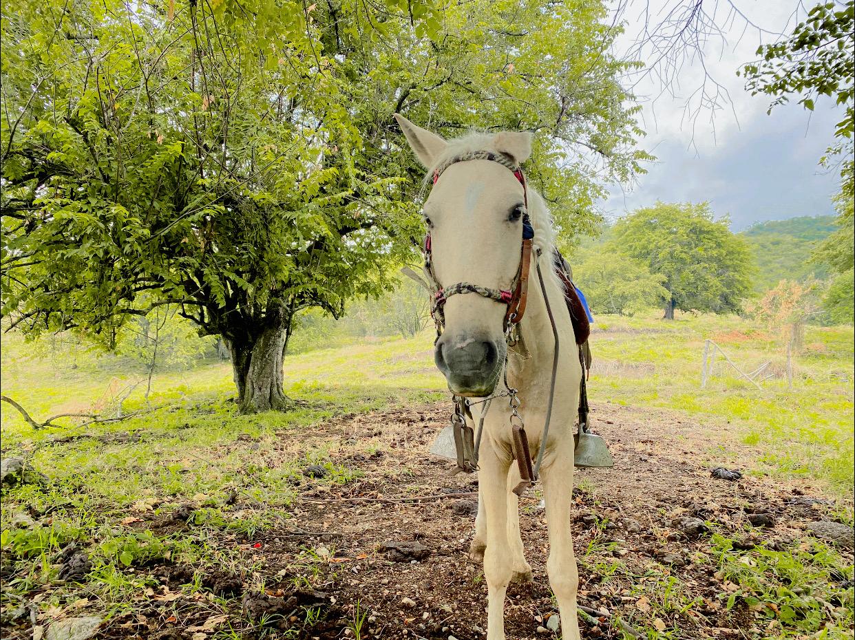 caminos del cesar-cartagena -caballo
