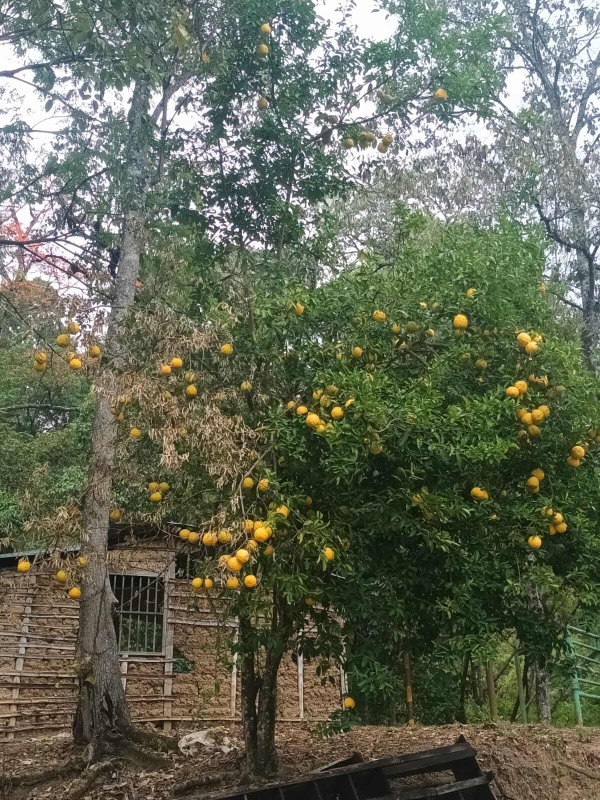 Rural Arbol | Caminos del César